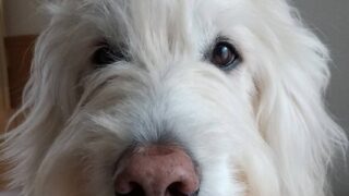 推し活って素敵