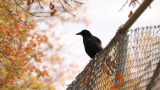 苦手と付き合う