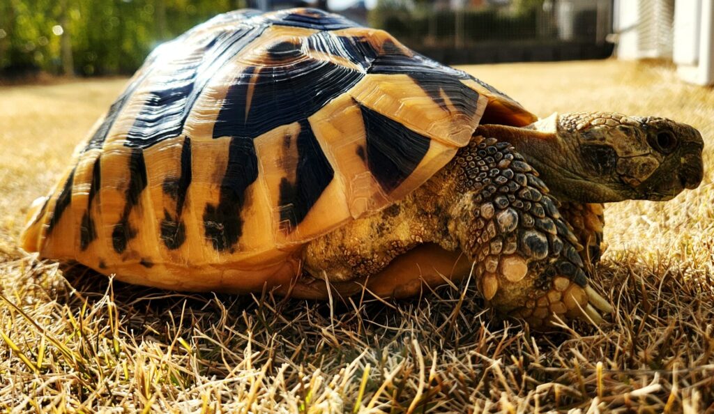 春を告げるカメ