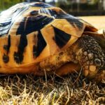 春を告げるカメ