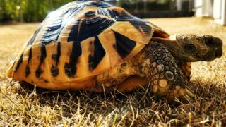 春を告げるカメ