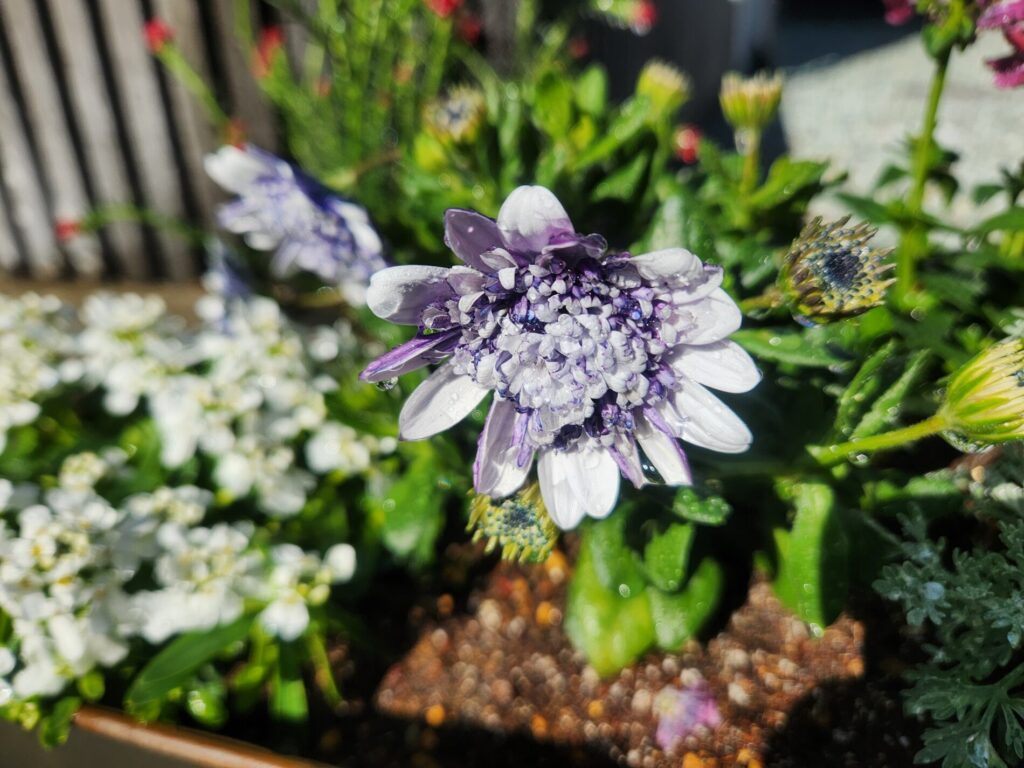 朝日に照らされて