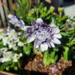 朝日に照らされて