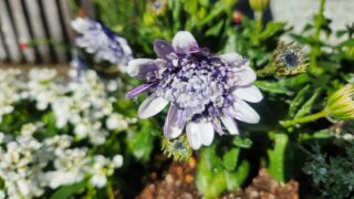 朝日に照らされて