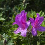 【比べない】のもう一つの考え方