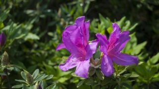 【比べない】のもう一つの考え方