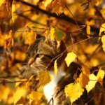 見えているのに気づいていないこと