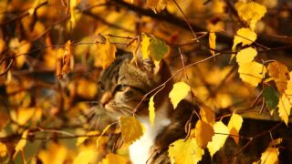 見えているのに気づいていないこと