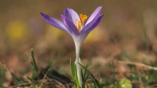 できたことをひとつだけ