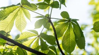 カウンセリングの後に残るもの