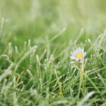 草むしりをして思うこと