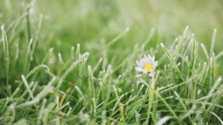 草むしりをして思うこと