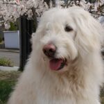 歩幅に合わせて