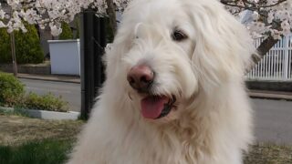 歩幅に合わせて