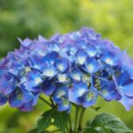 5月の終わりに
