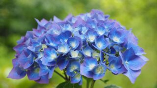 5月の終わりに