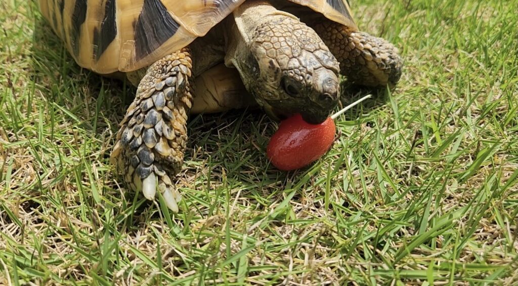 グミの木を食べるトビオ