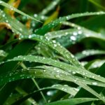 雨音の朝