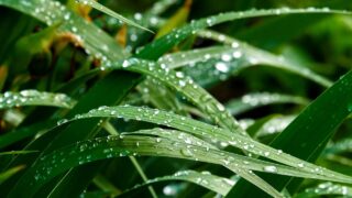 雨音の朝