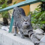 できるとしっている