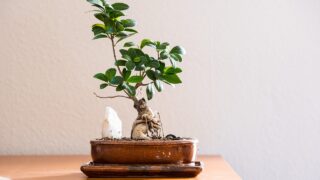 変な私