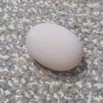 卵に出会う朝