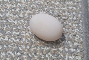 卵に出会う朝