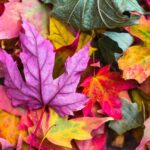 まだみどり、もう紅葉