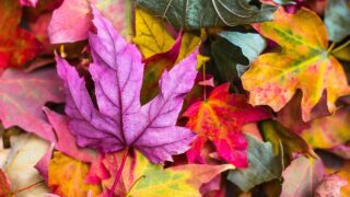 まだみどり、もう紅葉